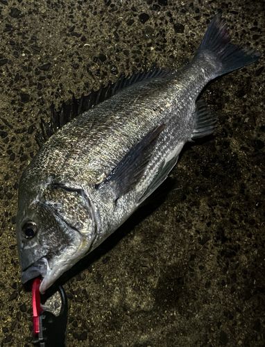 チヌの釣果
