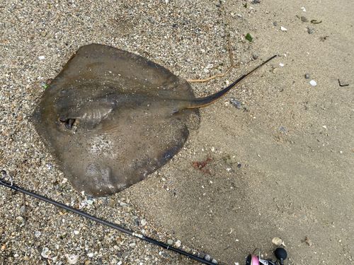 アカエイの釣果