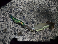 スルメイカの釣果