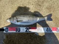 セイゴ(マルスズキ)の釣果