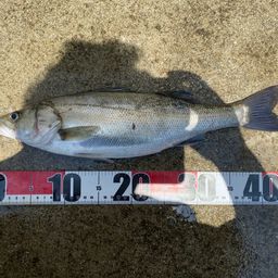 セイゴ（マルスズキ）