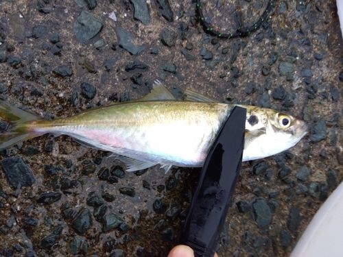 マルアジの釣果