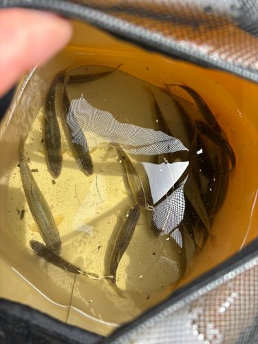 アブラハヤの釣果