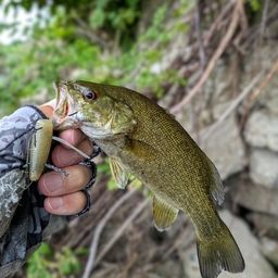 スモールマウスバス