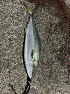 ブリの釣果