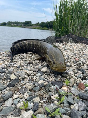 ライギョの釣果