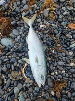 ワカシの釣果