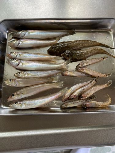 キスの釣果