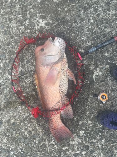 コブダイの釣果