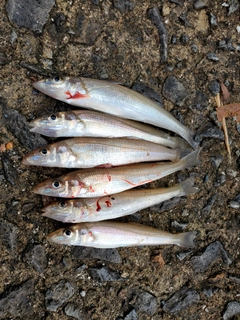 キスの釣果