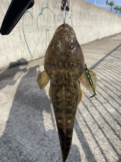 マゴチの釣果