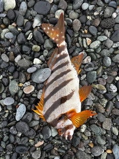 タカノハダイの釣果