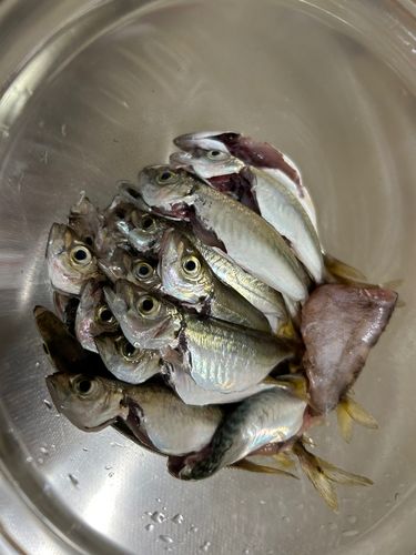 アジ