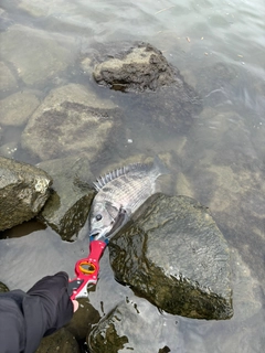 クロダイの釣果