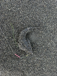 コチの釣果