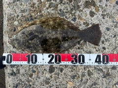 ヒラメの釣果