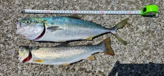 イナダの釣果