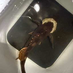 カサゴ
