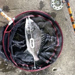 クロダイ