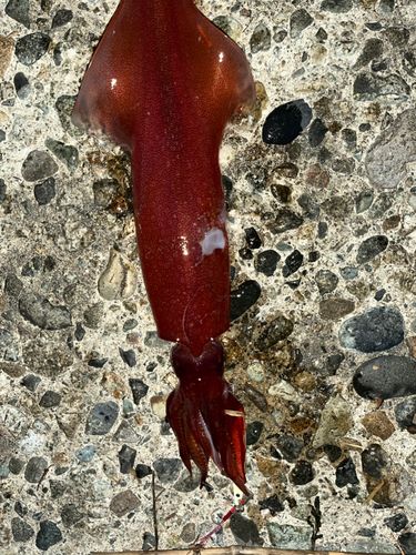 ケンサキイカの釣果