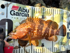 キジハタの釣果