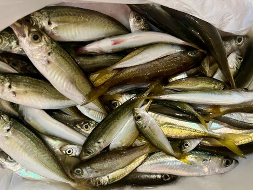 アジの釣果
