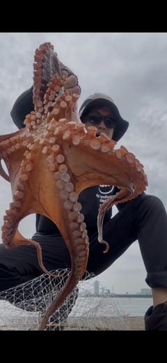 タコの釣果