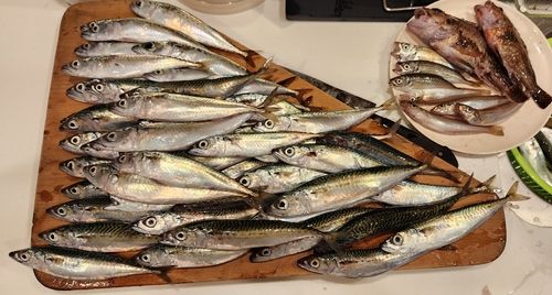 サバの釣果