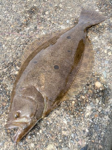 ヒラメの釣果