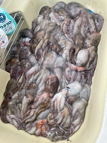 タコの釣果