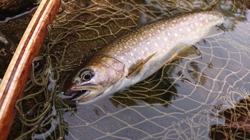 イワナの釣果