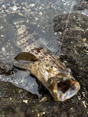 チャイロマルハタの釣果