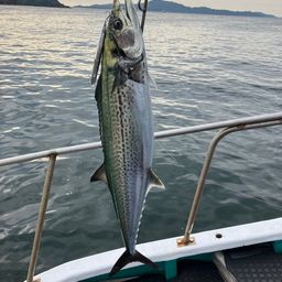 サワラ