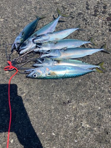 サバの釣果