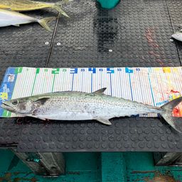 サワラ