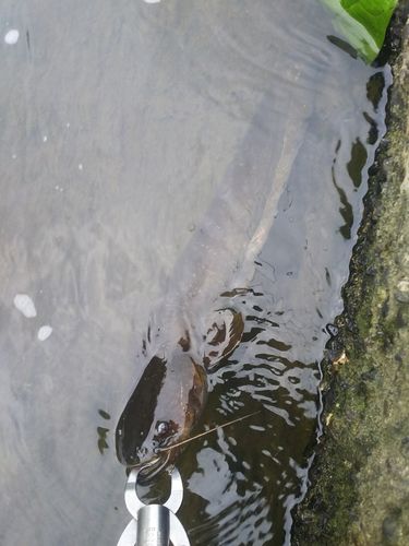 マナマズの釣果