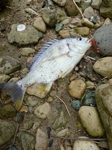 キビレの釣果