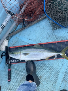 ハマチの釣果