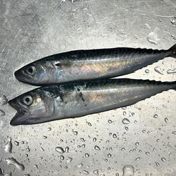 サバ