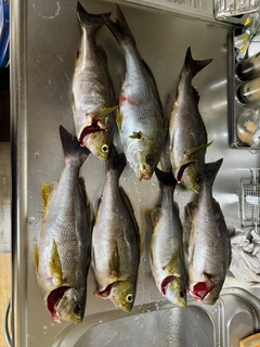 イサキの釣果