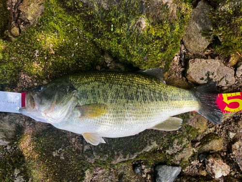 ブラックバスの釣果