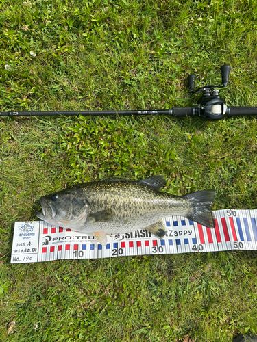 ブラックバスの釣果