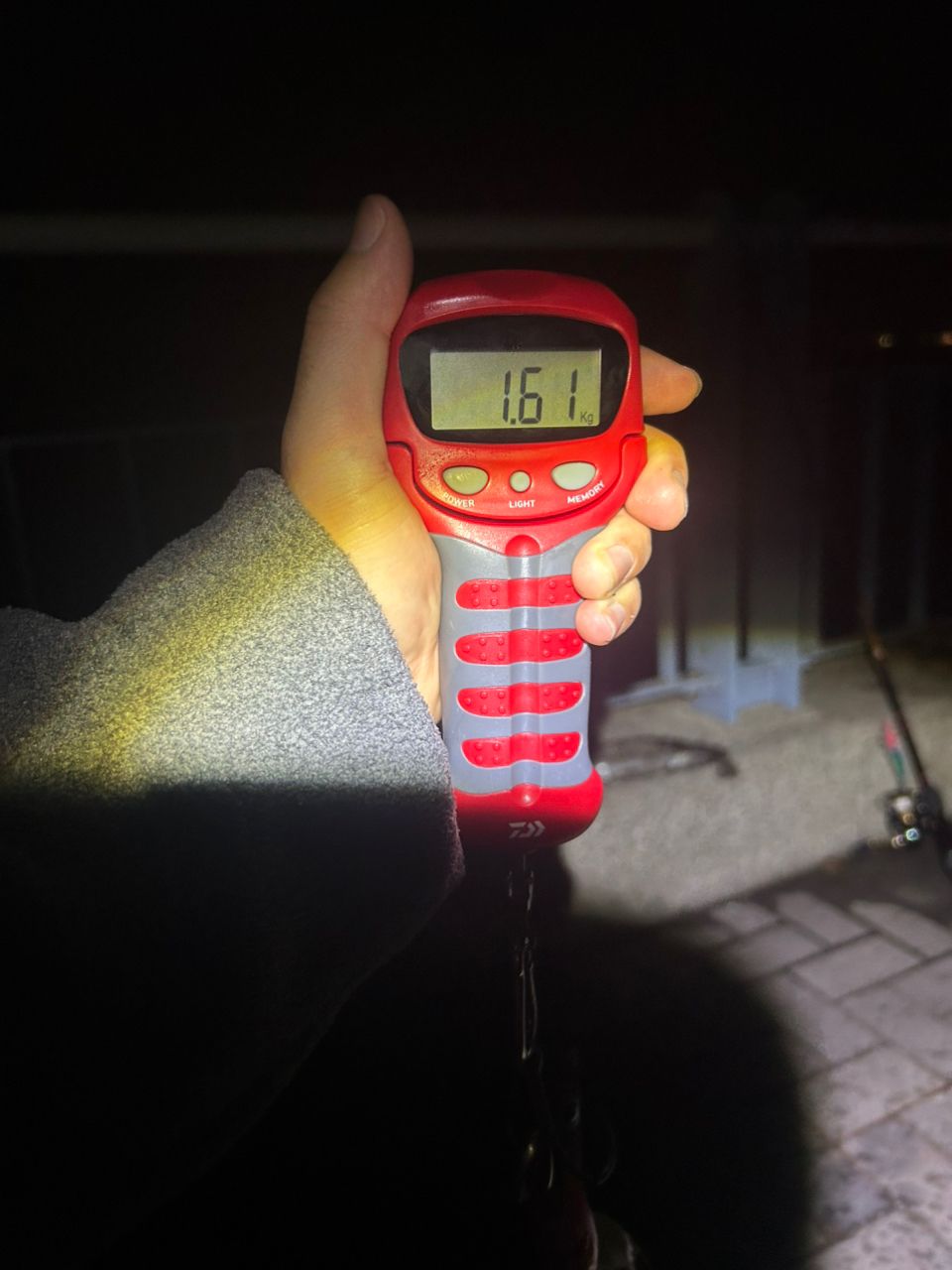 アオリイカ