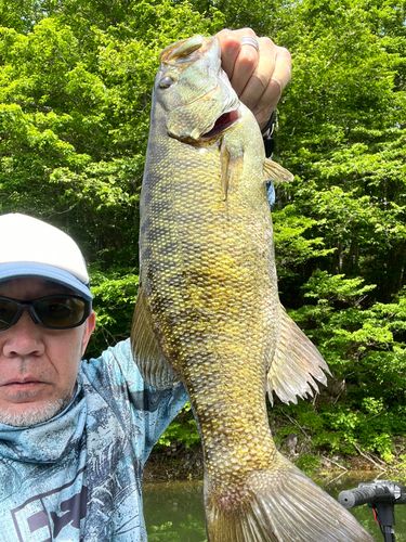 スモールマウスバスの釣果