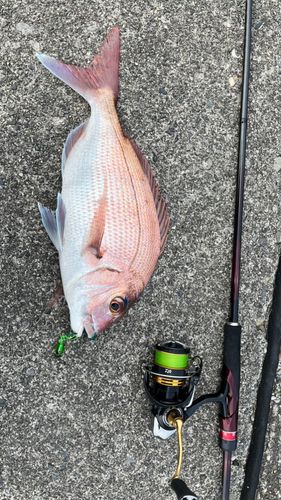 マダイの釣果