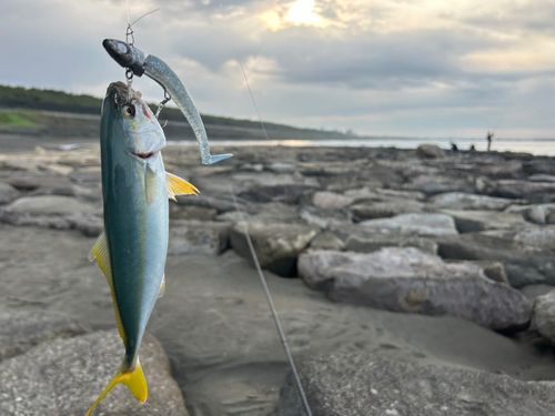 ワカシの釣果