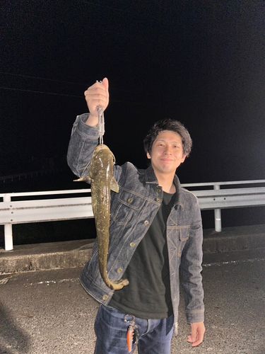 ナマズの釣果
