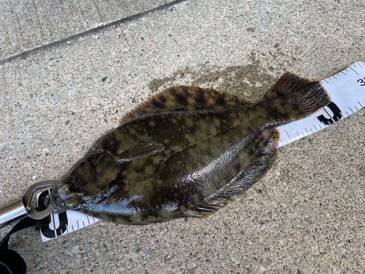 クロガシラガレイ
