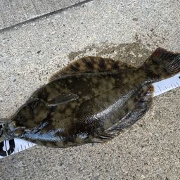 クロガシラガレイ