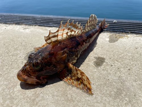 マカジカの釣果